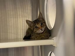 Olivia image 1