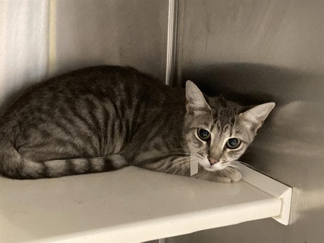 Barbara - Domestic Short Hair