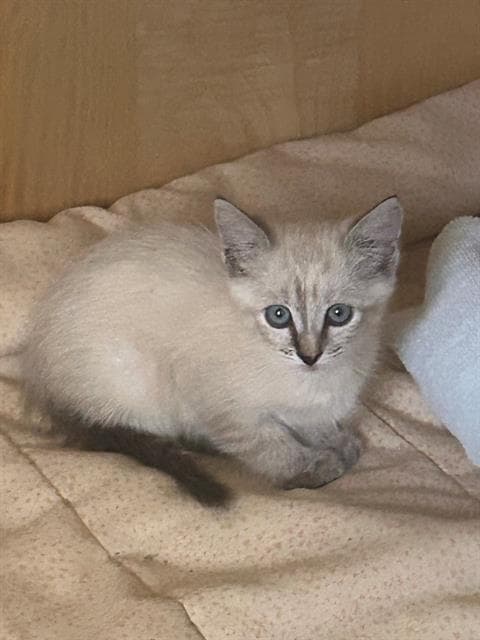 Sunshine - Domestic Short Hair