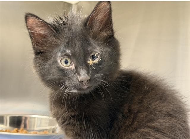 Penelope - Domestic Short Hair