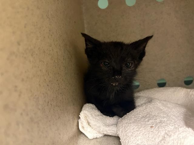 Unknown - Domestic Short Hair