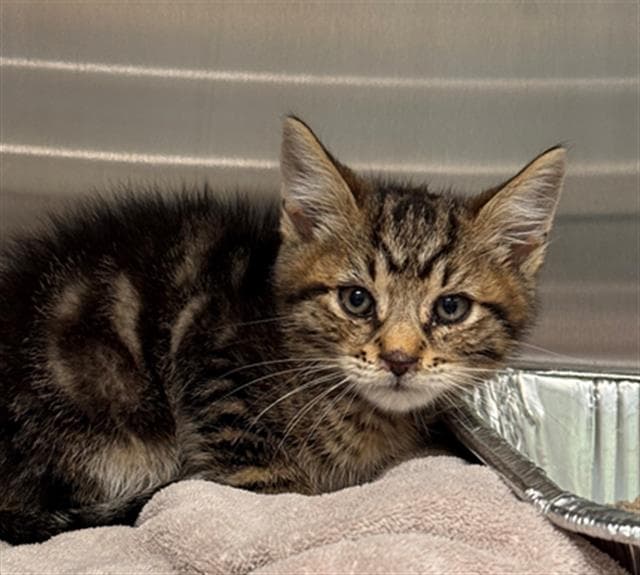 Ralph - Domestic Short Hair