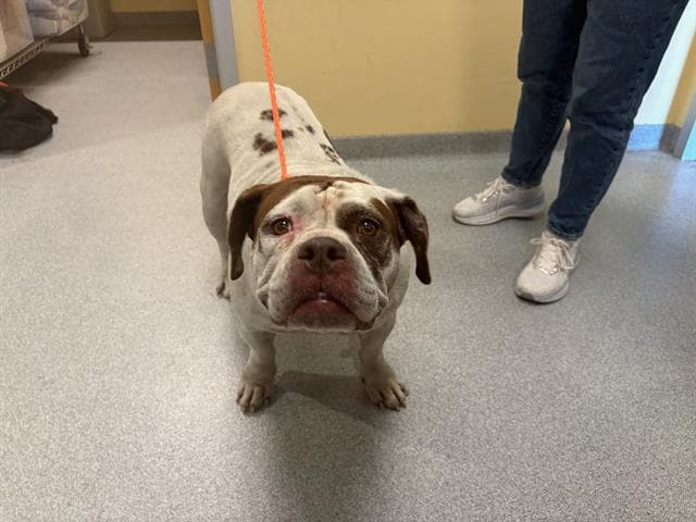 Unknown - English Bulldog