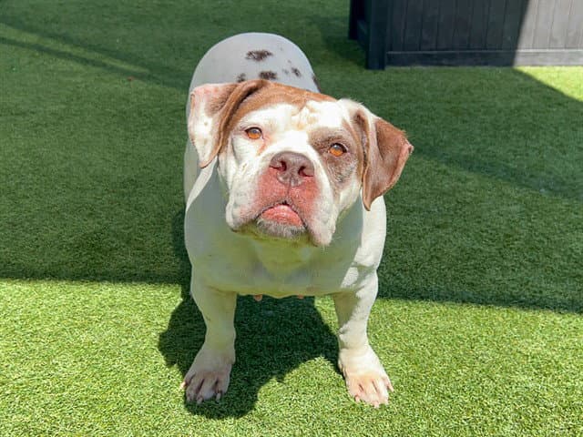 Unknown - English Bulldog