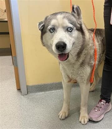 Unknown - Siberian Husky