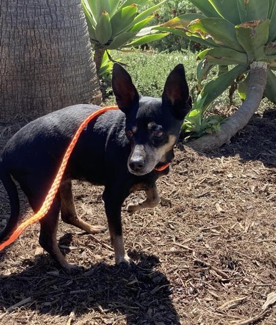 Unknown - Miniature Pinscher