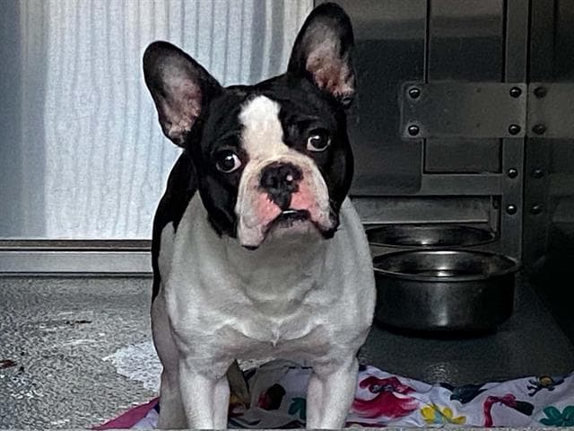 Lenny - French Bulldog