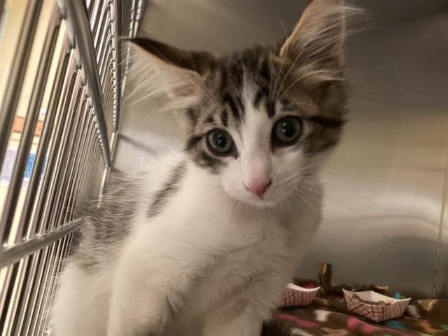 Wilbur - Domestic Short Hair