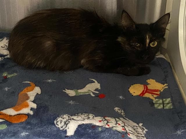 Lindy - Domestic Short Hair