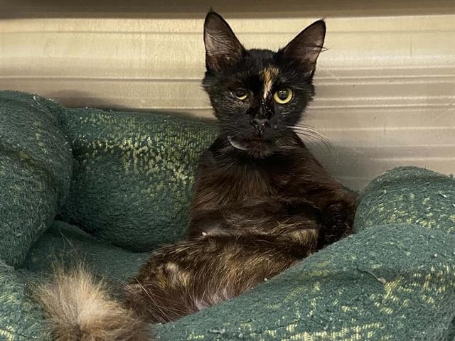Lindy - Domestic Short Hair