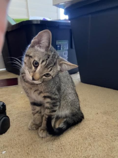 Tiger - Domestic Short Hair