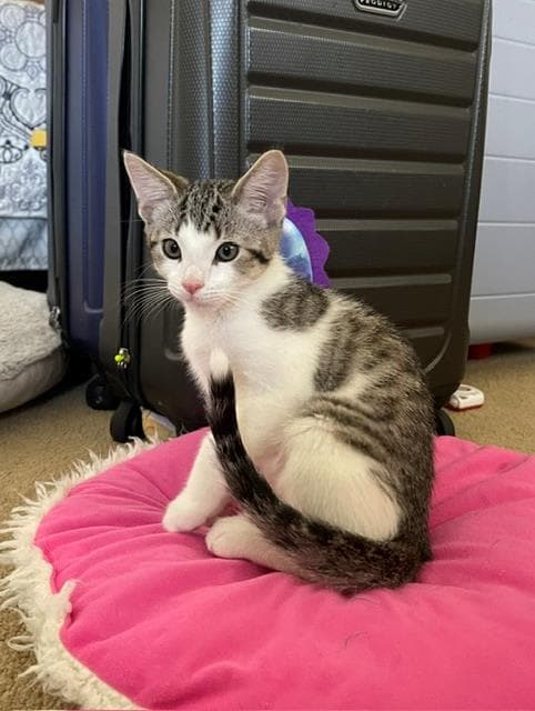 Goose - Domestic Short Hair