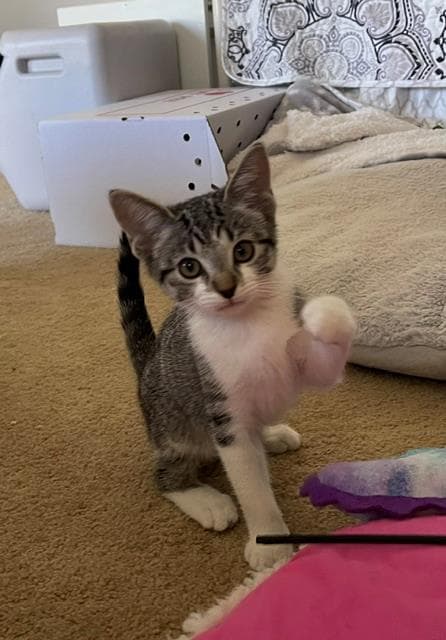 Gizmo - Domestic Short Hair