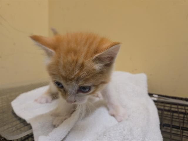 Cottontail - Domestic Short Hair