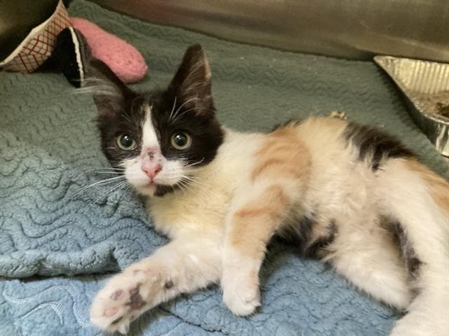 Gemma - Domestic Short Hair