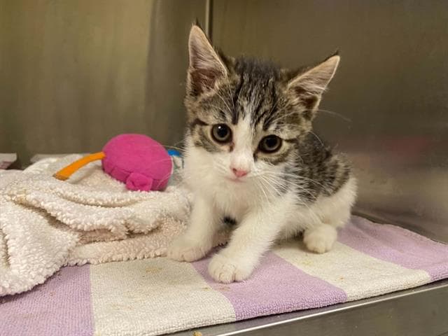 Onya - Domestic Short Hair