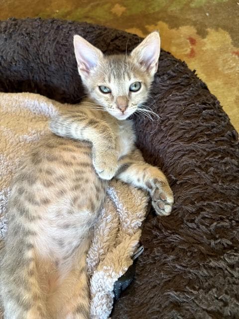 Ernie - Domestic Short Hair