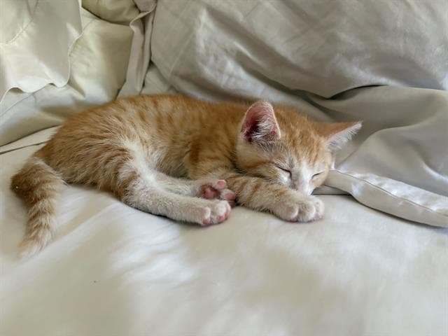 Hank - Domestic Short Hair