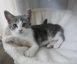 Evie image 1