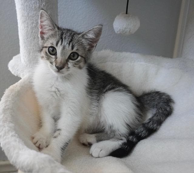 Emma - Domestic Short Hair