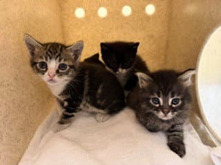 Brave - Domestic Short Hair