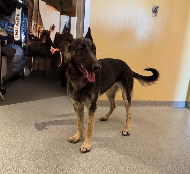 Stella - German Shepherd Dog
