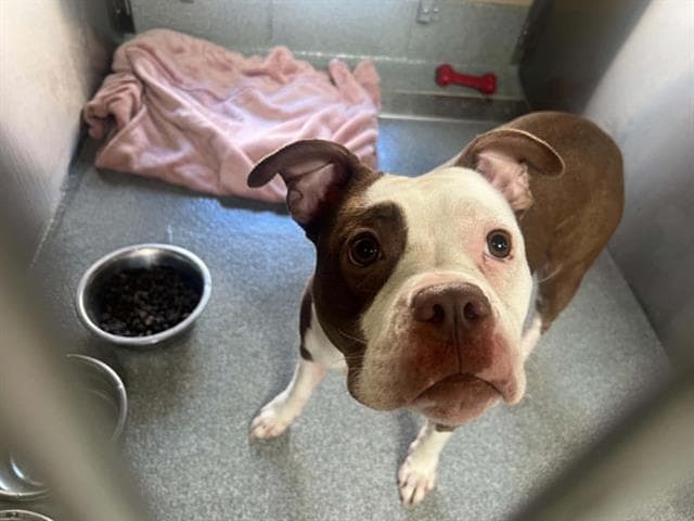 Phoebe - Pit Bull Terrier