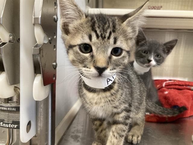 Tabby - Domestic Short Hair