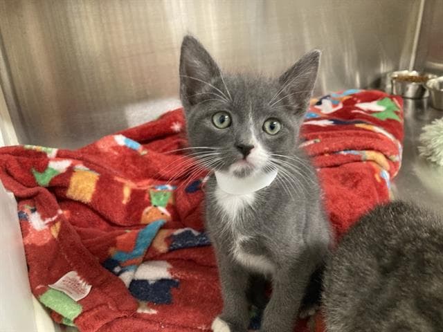 Bluey - Domestic Short Hair