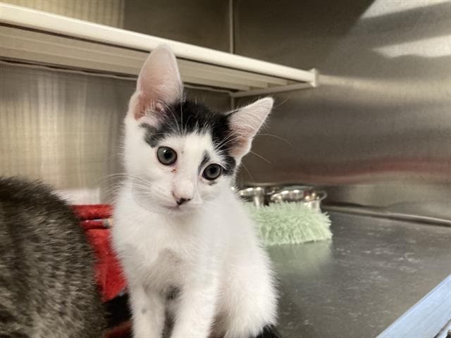 Tina - Domestic Short Hair