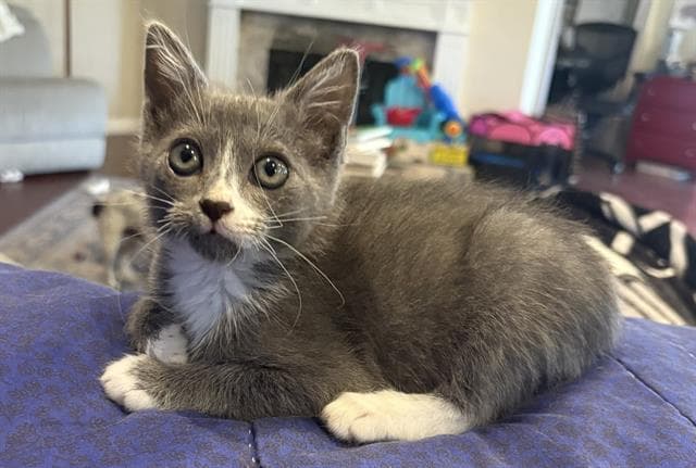 Hunter - Domestic Short Hair