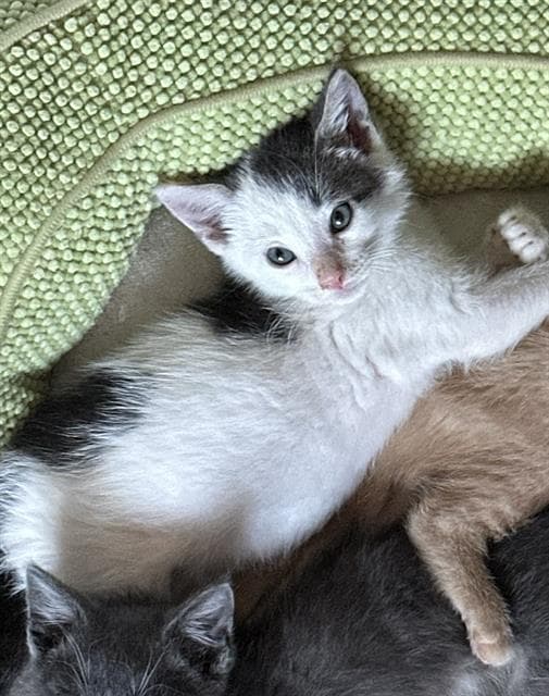 Harris - Domestic Short Hair