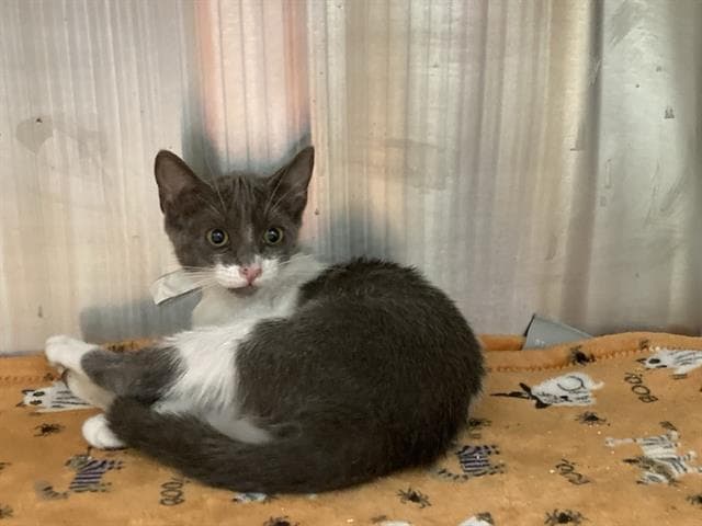 Mckenzi - Domestic Short Hair