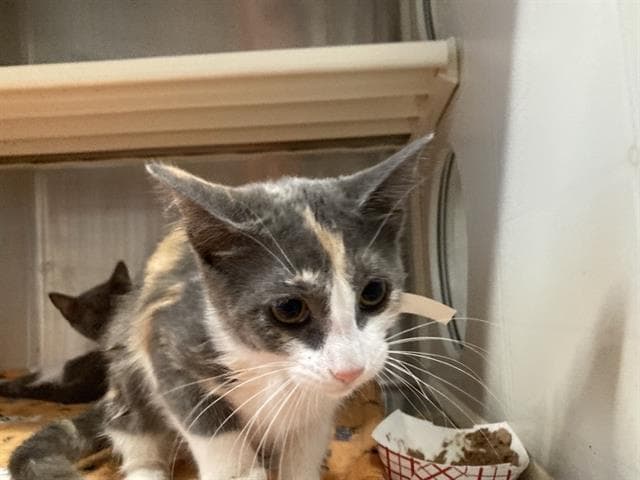 Cali - Domestic Short Hair