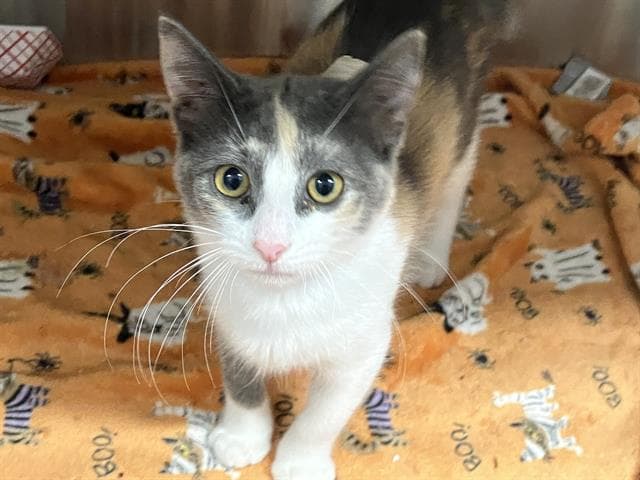 Cali - Domestic Short Hair