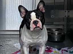 Lenny image 1