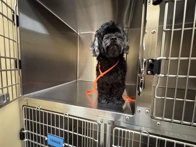 Moonshine - Havanese