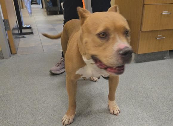 Greta - Pit Bull Terrier