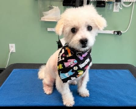 Bill - Poodle (Miniature)