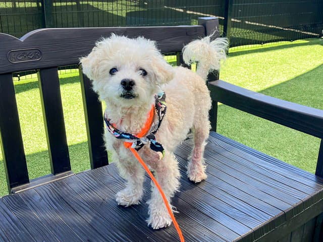 Bill - Poodle (Miniature)
