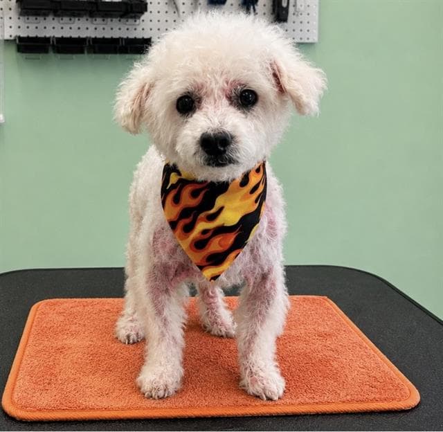 Bill - Poodle (Miniature)