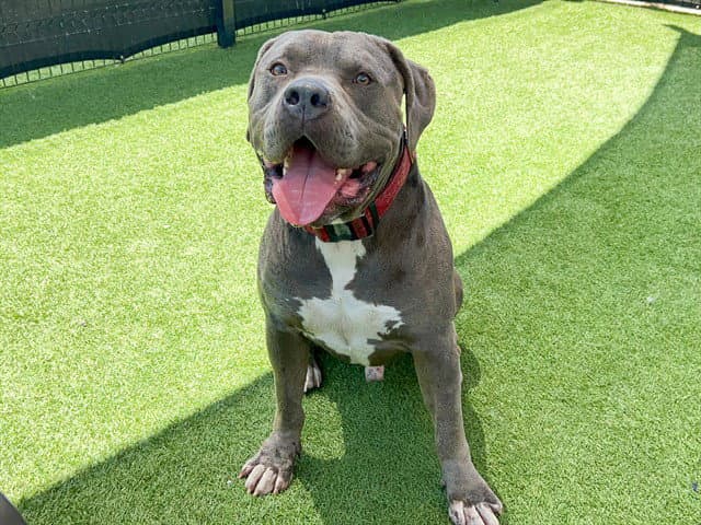 Gimli - Pit Bull Terrier
