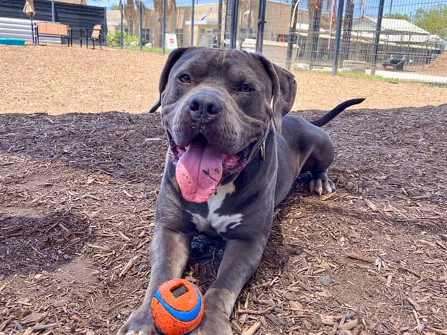Gimli - Pit Bull Terrier