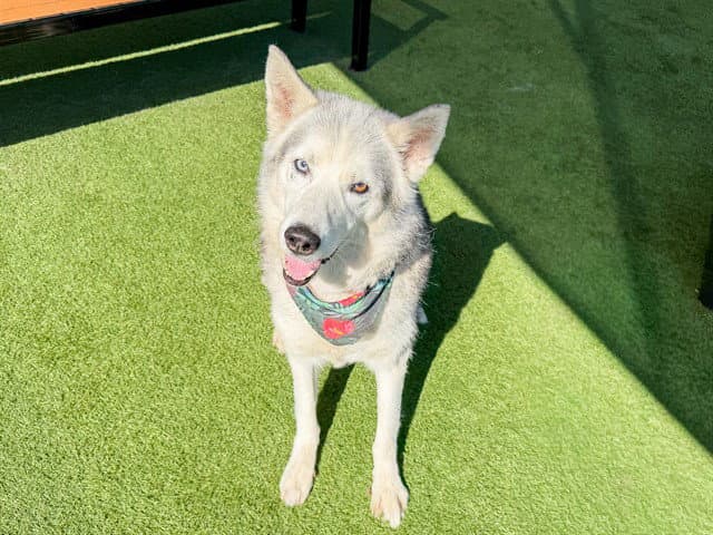 Frost - Siberian Husky