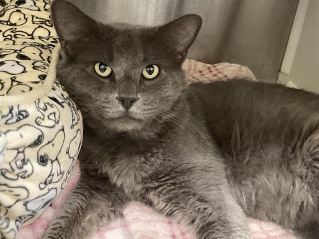 Grimer - Domestic Short Hair