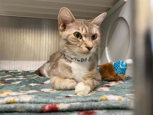 Bex - Domestic Short Hair