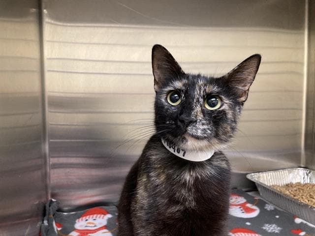 Ms Cricket - Domestic Short Hair