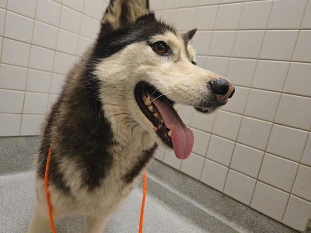 Articuno - Siberian Husky