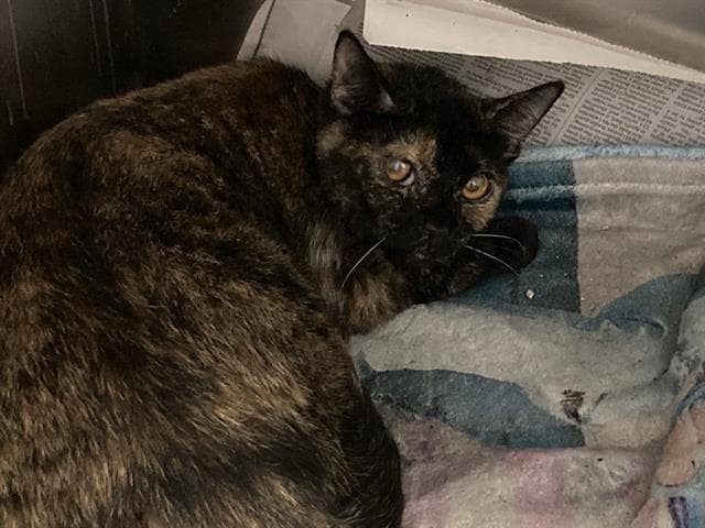 Mercedes - Domestic Short Hair