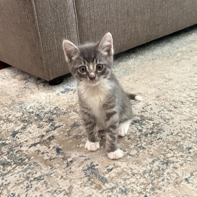Cairo